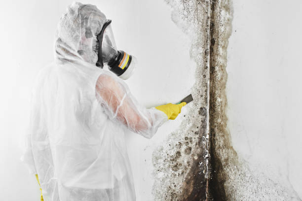 Best White Mold Remediation in Glassmanor, MD