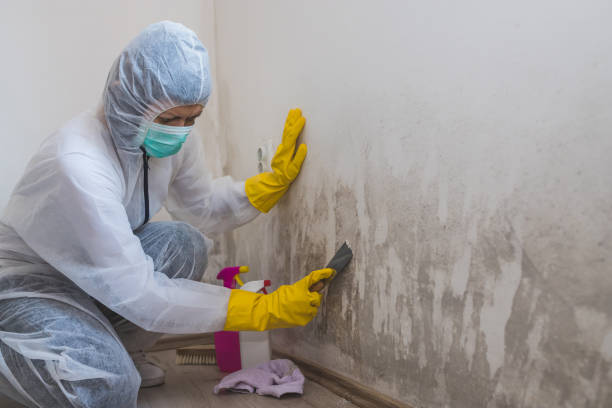 Best Black Mold Remediation in Glassmanor, MD