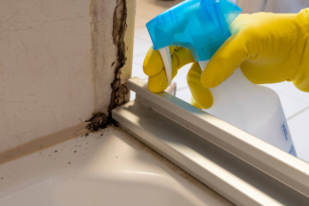 Best Basement Mold Remediation in Glassmanor, MD