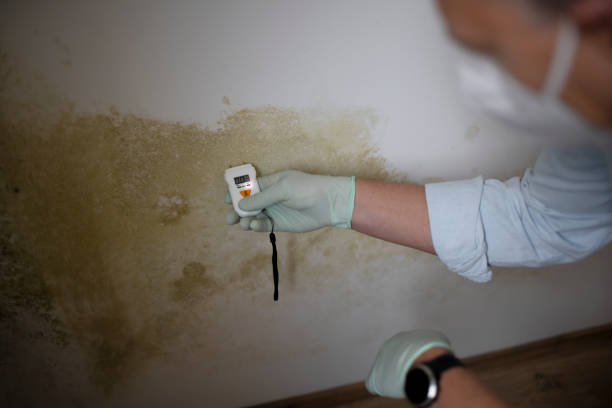 Best DIY Mold Remediation Support Services in Glassmanor, MD
