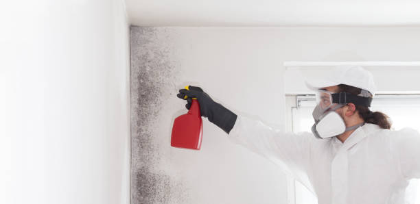 Best Post-Flood Mold Remediation in Glassmanor, MD