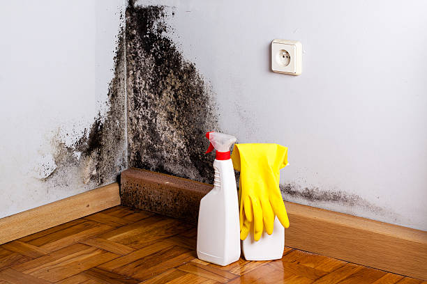 Best Insurance-Related Mold Remediation in Glassmanor, MD